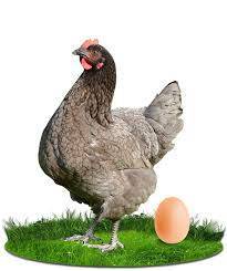 POSTURA FARELADA 20KG